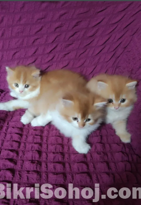 Persian cat